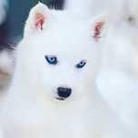 białe siberian husky ZKwP FCI