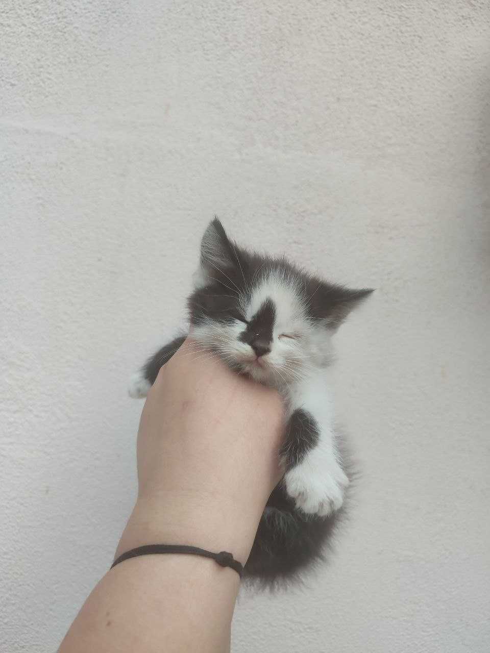 Отдаём двух котят