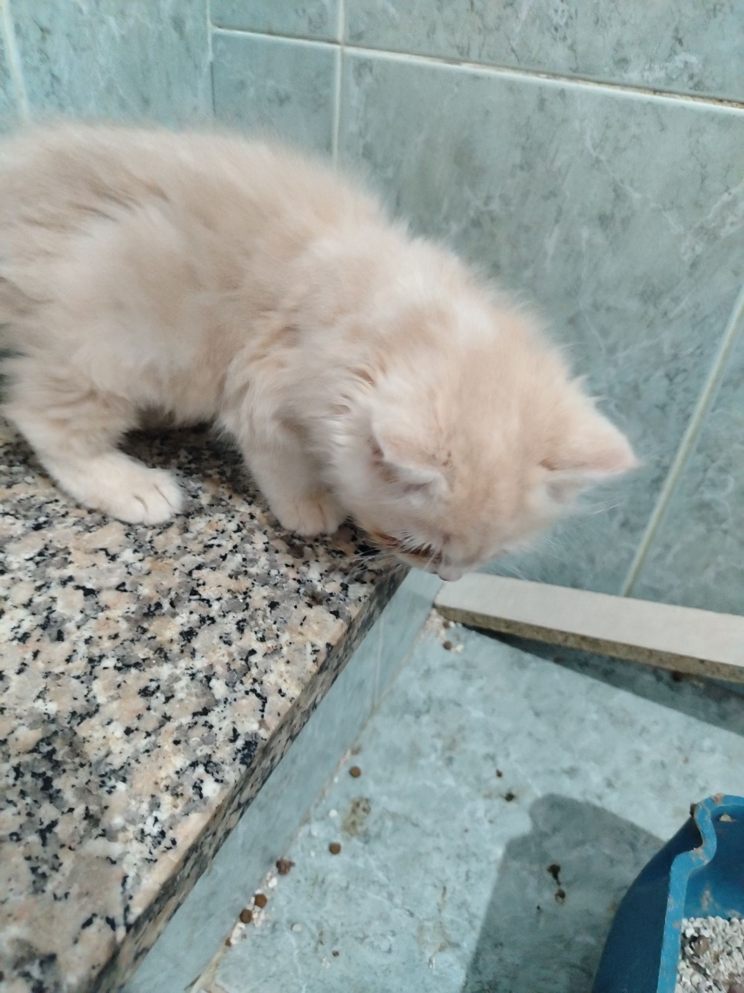 Bebe persa beje top