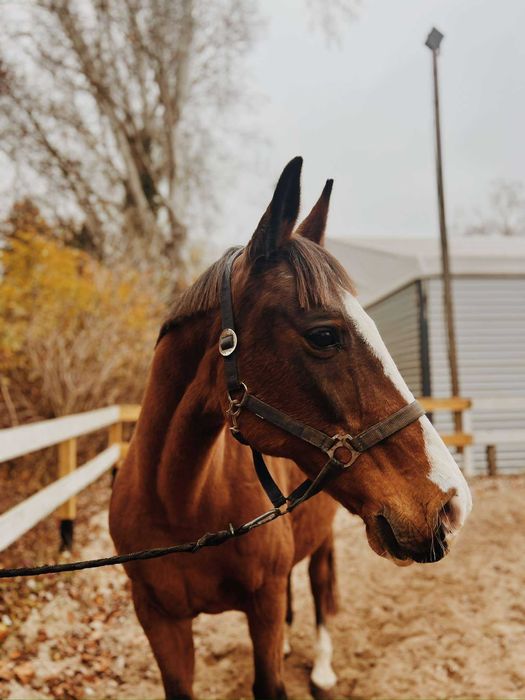 Klacz do towarzystwa