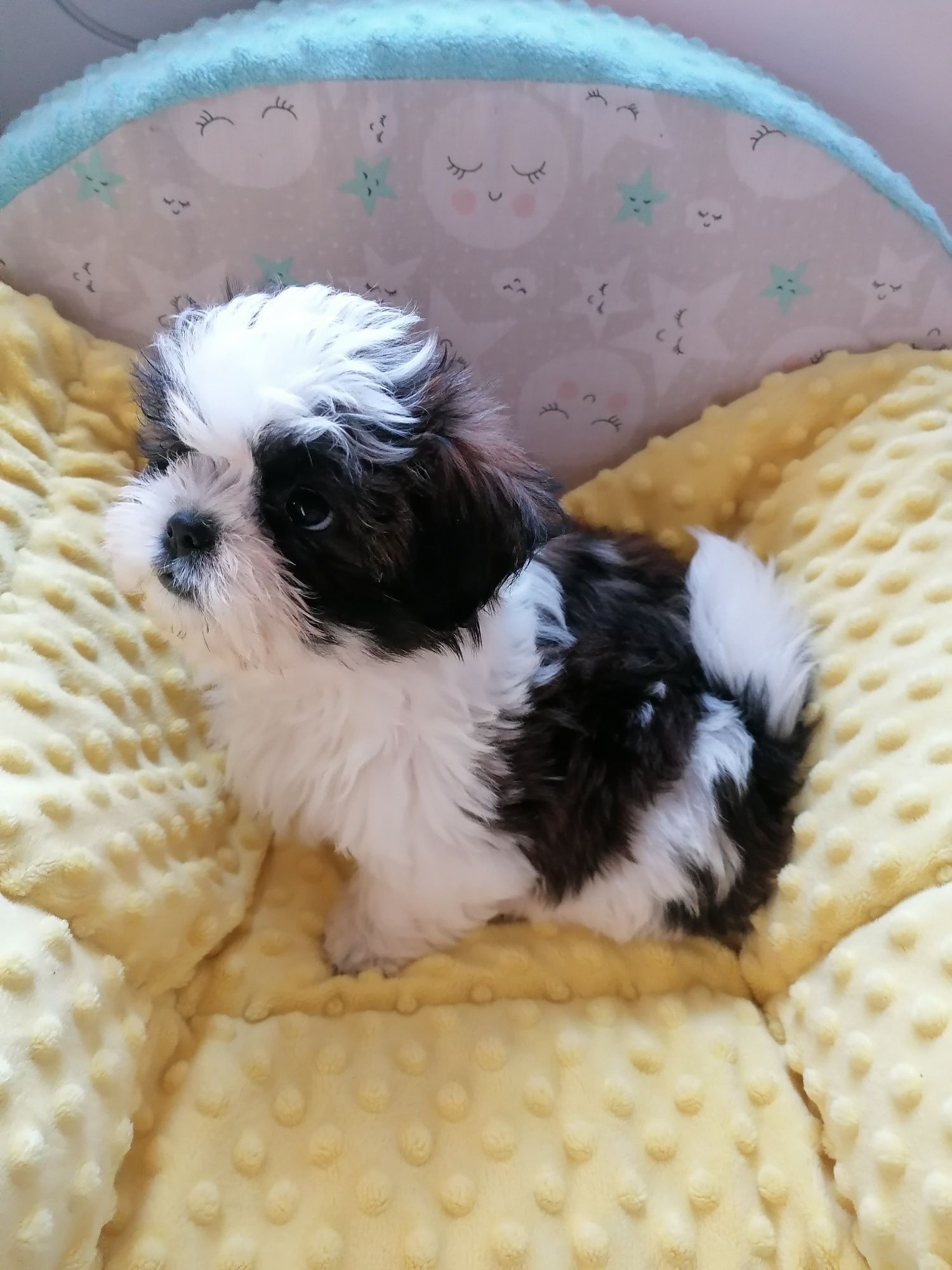 Shih_tzu szczeniaczek