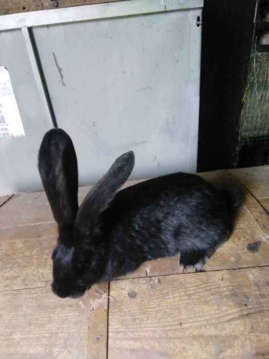 Sprzedam króliki rasy olbrzym belgijski żelazisty