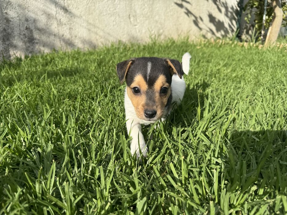 Jack Russel Terrier  macho pelo curto com registo e afixo