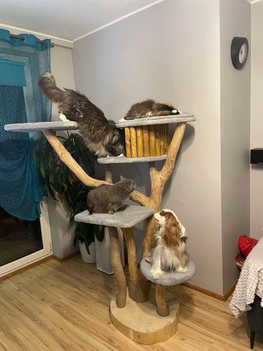 Okazja/  Drapak drzewko dla kota