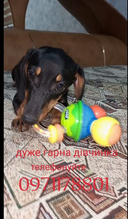 Вік три місяці вага 2.5 кілограми буде кроль дівчинка такса.