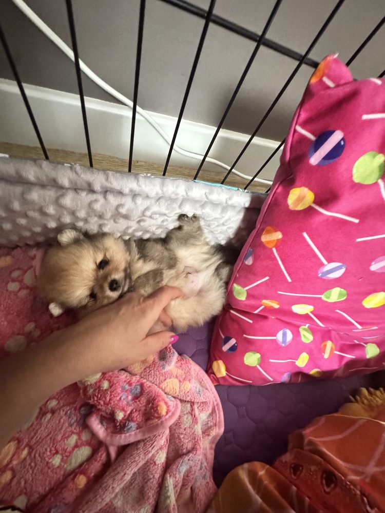 Piekny piesek pomeranian ZKwP
