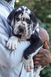 Dog niemiecki arlekin 8 tygodni rodowodowy