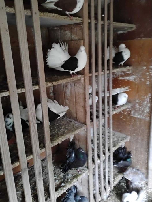 Gołębie,pawik, garłacz