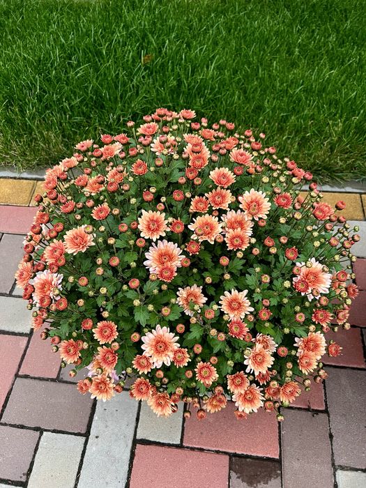 Хризантема мультифлора