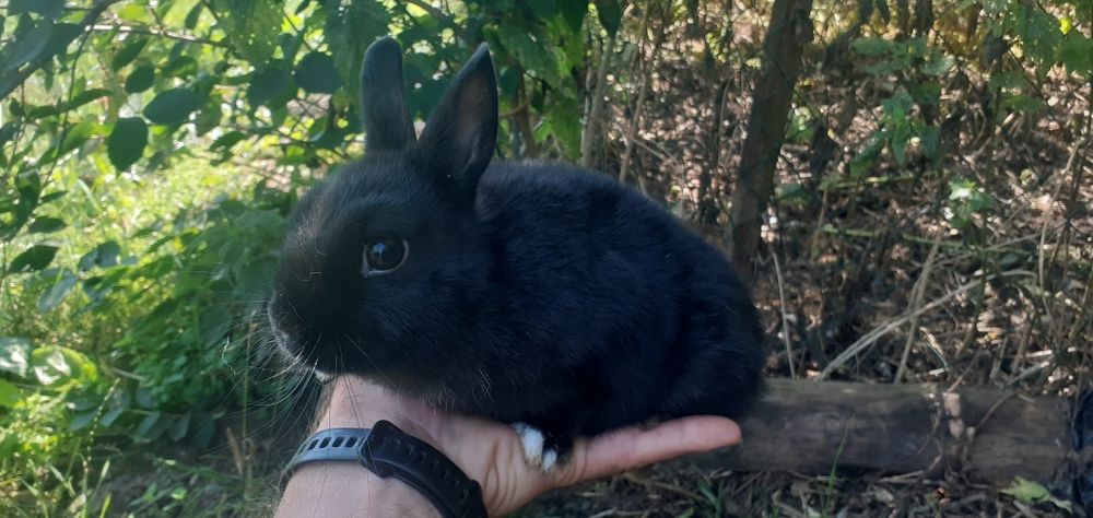 Króliczki malutkie czarnusie