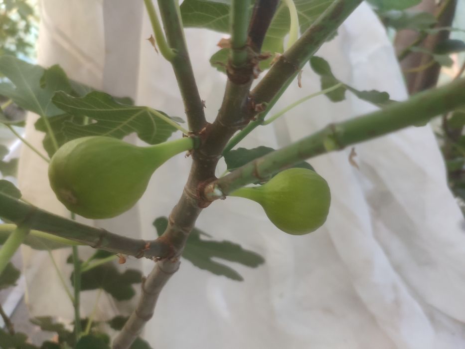 Sadzonki figi "Brown Turkey"