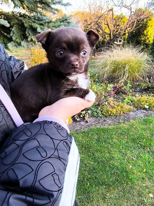 Chihuahua piesek (chłopczyk) krótkowłosy