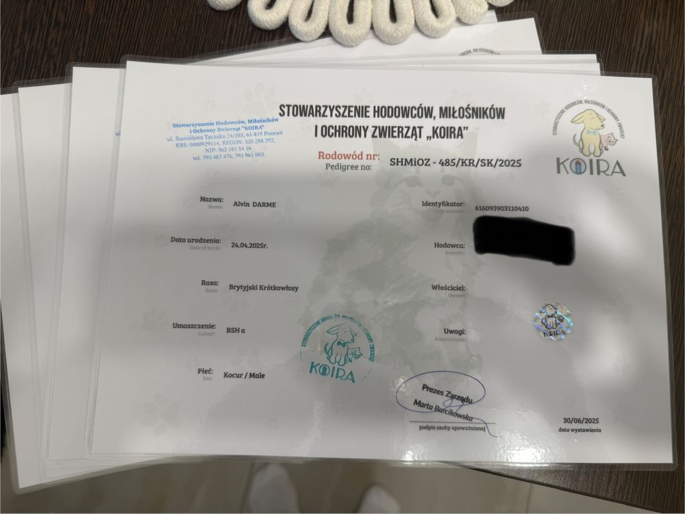 Koty brytyjskie krótkowłose - gotowe do odbioru