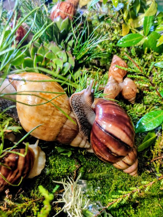 Улитки ахатины косметические и все для них