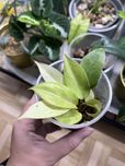 Philodendron snowdrift