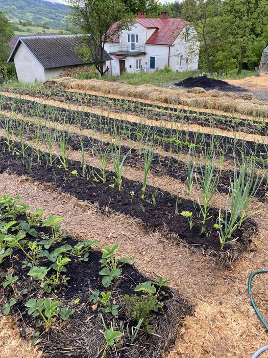 nawóz z wełna owcza do szklarni eko zamiast gnoju obornik uprawa