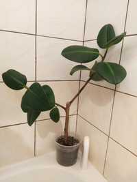 Fikus sprężysty, Ficus elastica