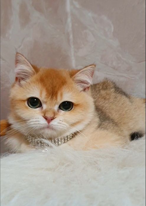 Золотая британская шиншилла