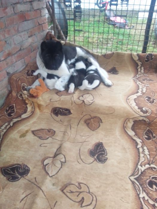 Продам Американські Акіти.Чистокровні . Дівчинки.