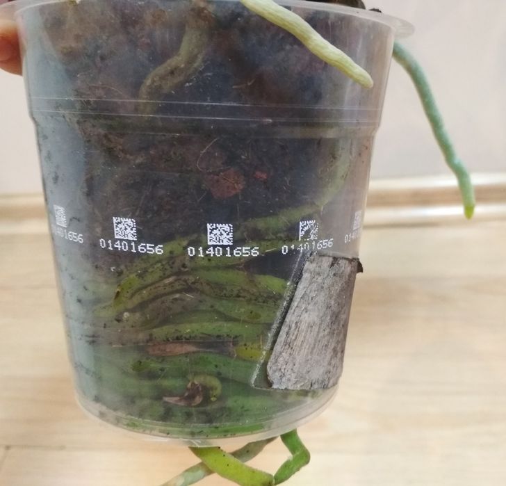 Орхидея фаленопсис, глипкура