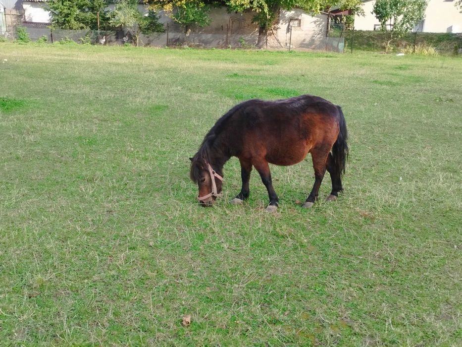 Kucyki z paszportami klacz, ogier  para
