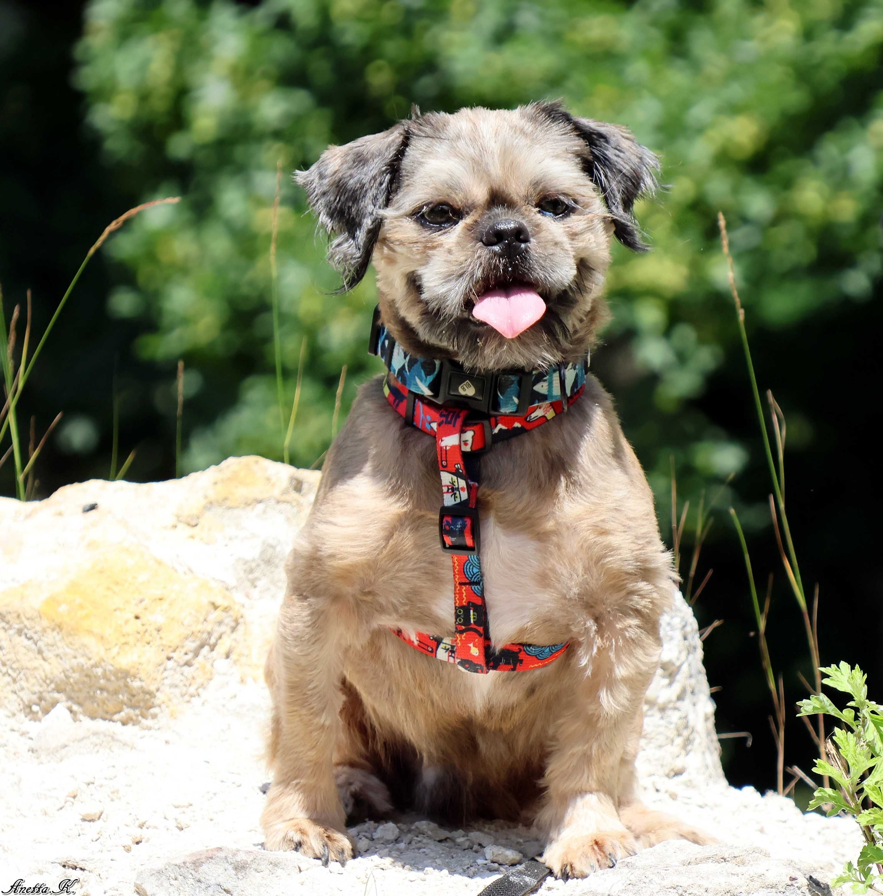 Młody pies shih tzu