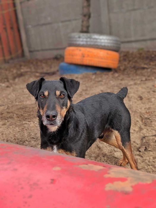 Tymon - psiak w typie teriera szuka domu