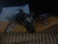 Saramago Cão Cego