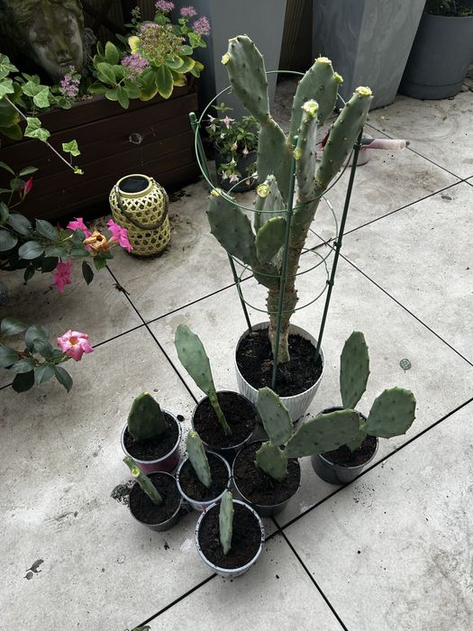 Opuncja figowa mała