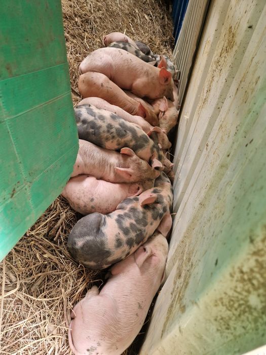 Leitões duroc x pietran