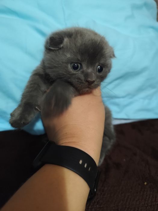 Кошеня мама веслоуха шотландка