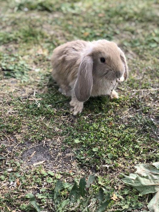 Кролі породи Французький Баран і Полтавське Срібло