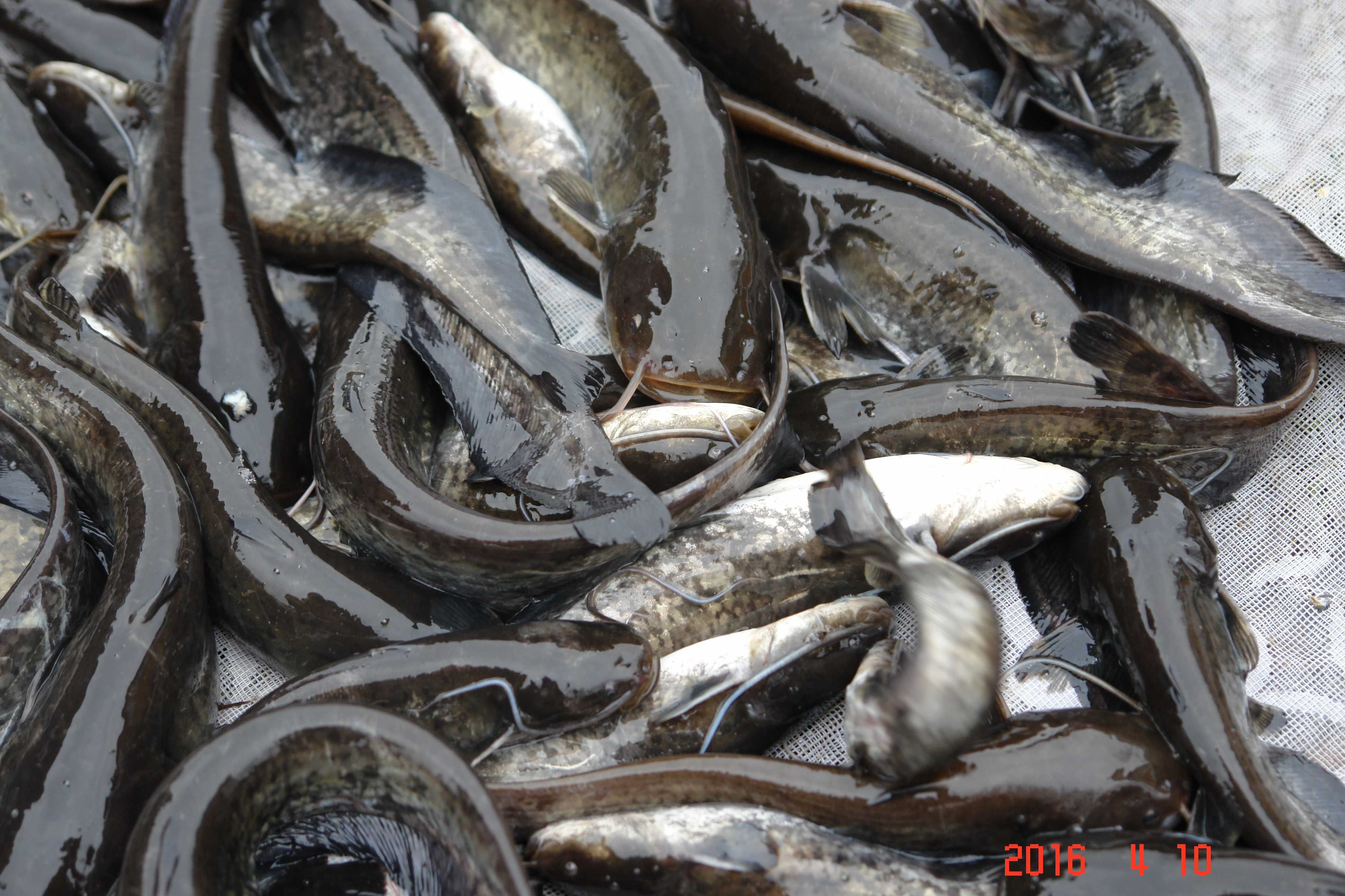 narybek tołpyga pstra kroczek 20cm