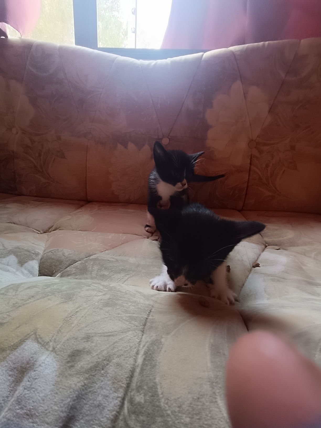 Estou a doar gatinhos na zona de olhao
