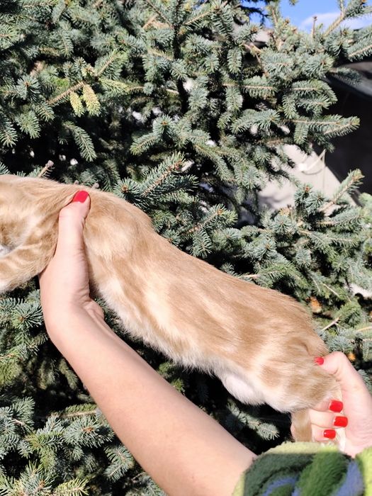 Мармуровий котик хлопчик