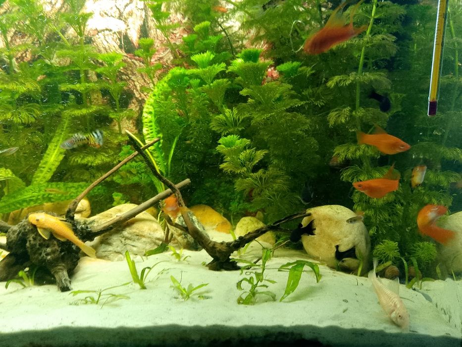 Akwarium 120l z takie jak na foto