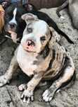 American bully ABKC  merle suczka