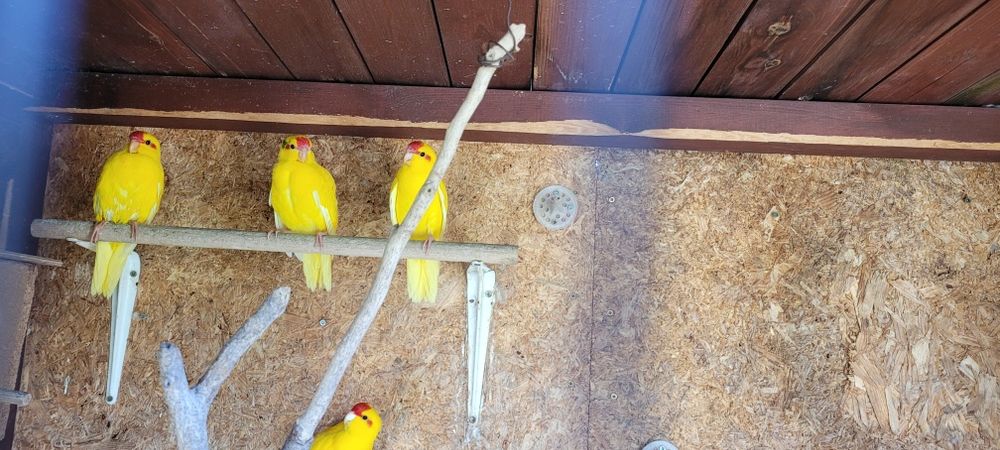 Papugi  faliste młode