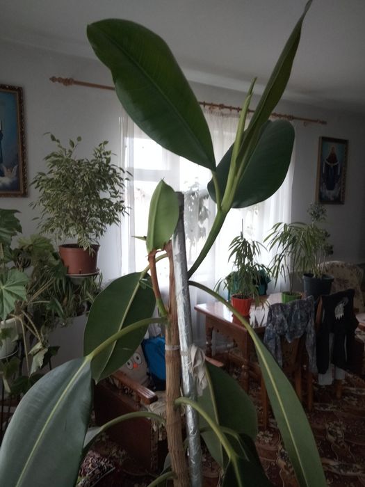 Фікус бенджаміна