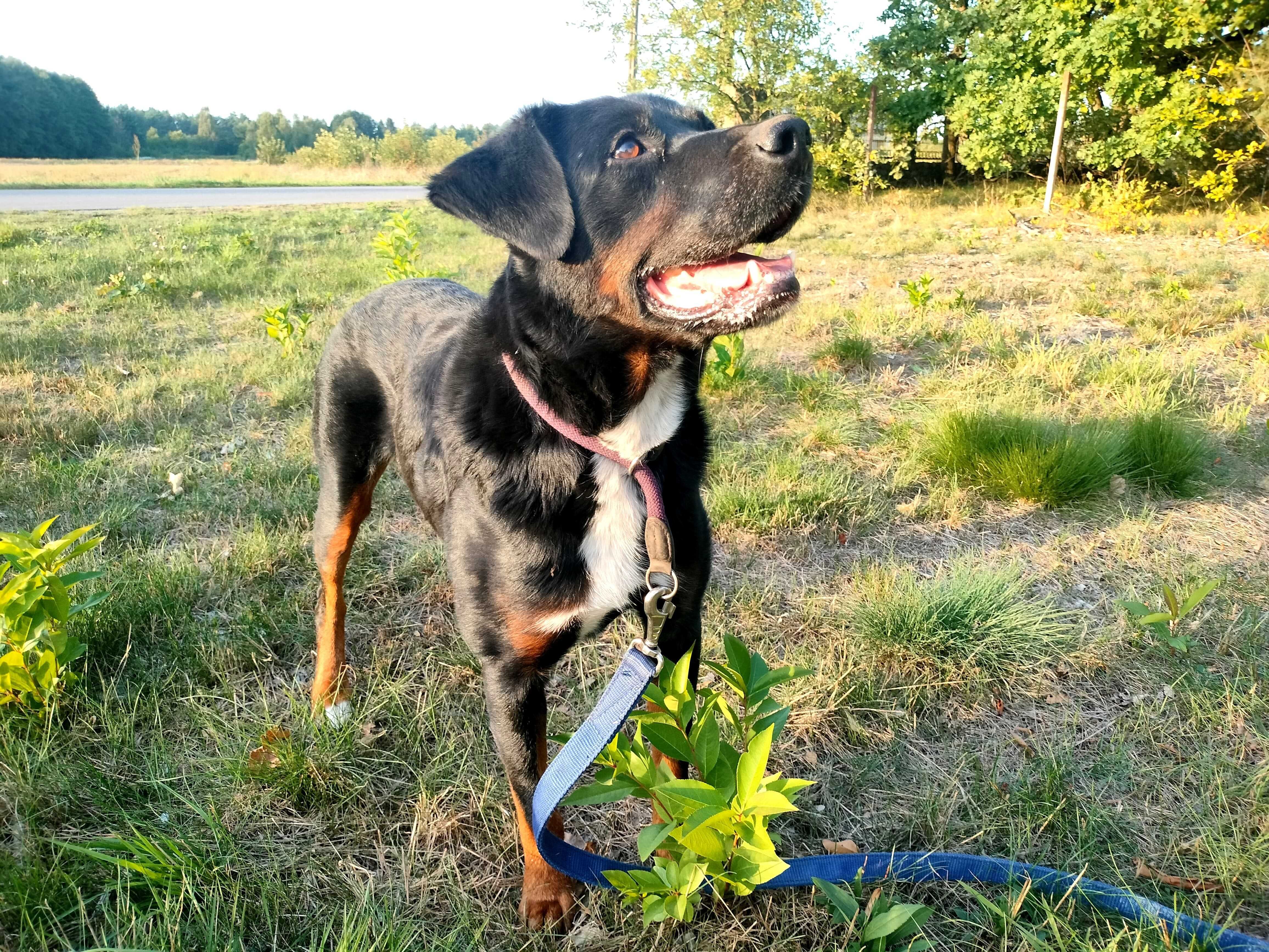 Gucio - młodziutki mix rottka szuka domku.