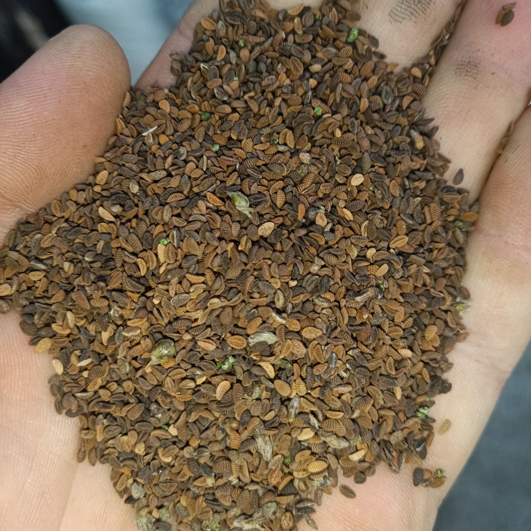 Facelia, poplon, latosia