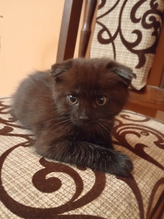 Короткошерсті британці