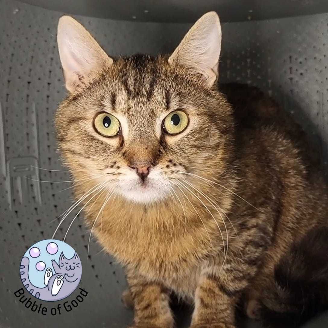 Gazik kocha ludzi i inne koty! – kocurek do adopcji