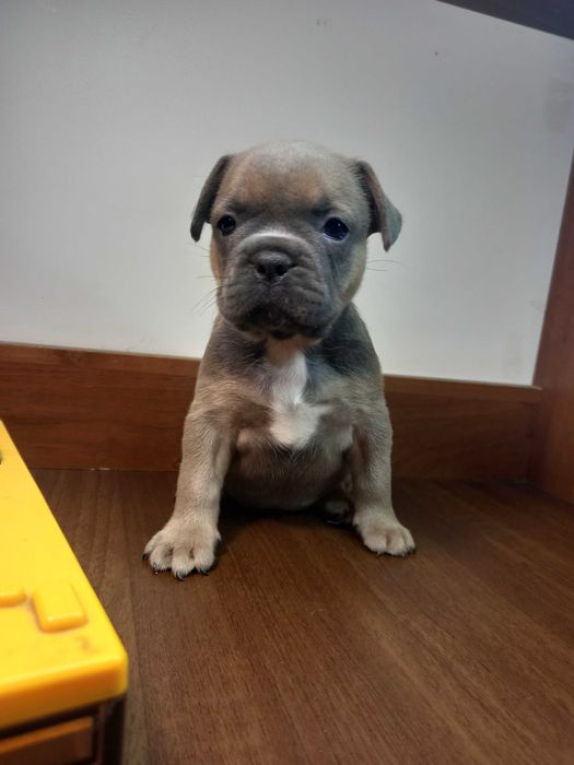 Суперові французики