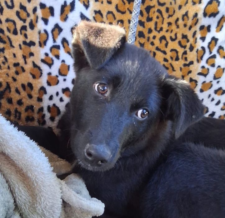 Cão bebé para adoção