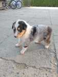 Szczeniak Szkocki collie merle