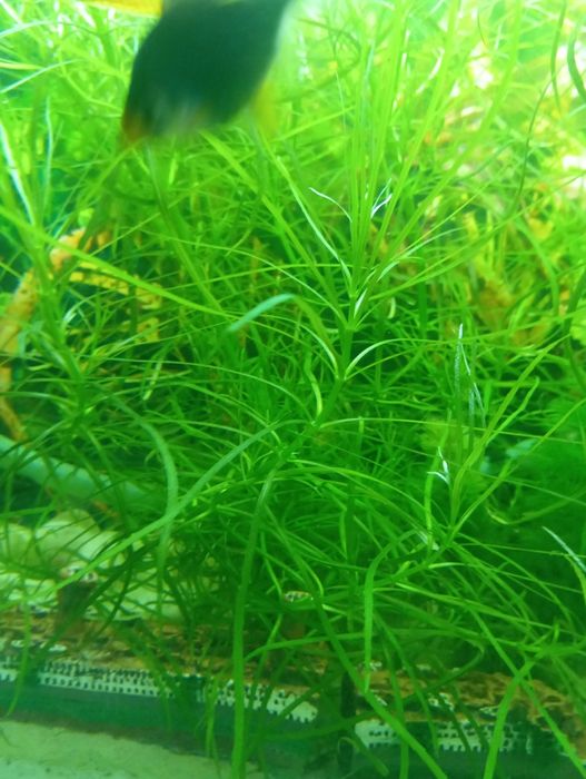 Roślinki akwarystyczne