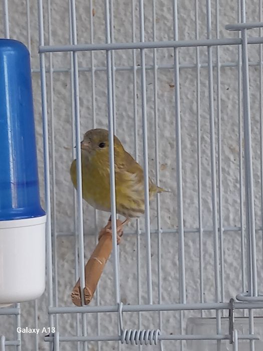 Spinus spinus  mutação