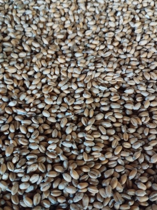 Pszenic, ładna, idealna dla kur gołębii zbiór 2025