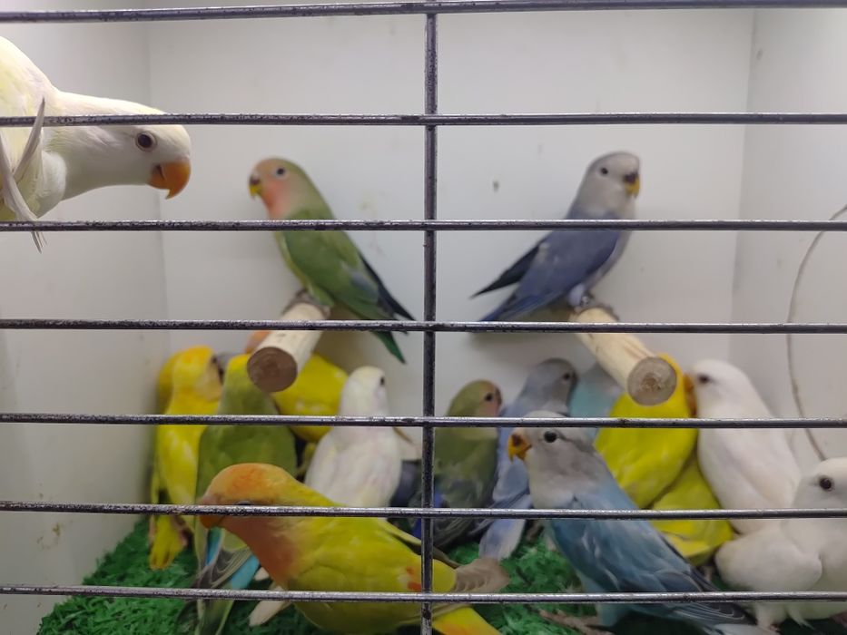 Papugi Papużki nierozłączki czerwonoczelne - młode 2025r